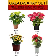 Serada Decor Plant 4'lü Takım Seti Sarı-Kırmızı Ortanca+Sarı Bodrum Papatyası+ Kırmızı Şeker Begonya