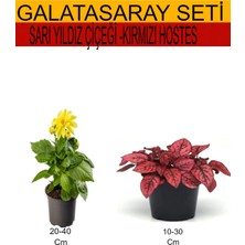 Serada Decor Plant 2'li Takım Seti Sarı Dahliya+Kırmızı Hostes Iç/dış Mekan Bitkileri