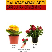 Serada Decor Plant 2'li Takım Seti Sarı Çuha+Kırmızı Mine+Hediyelik Kırmızı Gül