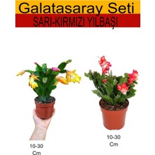 Serada Decor Plant 2'li Takım Seti Sarı-Kırmızı Yıl Başı Çiçeği Iç/ Dış Mekan Bitkisi