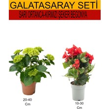 Serada Decor Plant 2'li Takım Seti Sarı Ortanca+Kırmızı Şeker Begonya