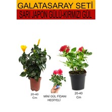 Serada Decor Plant 2'li Takım Seti Sarı Japon Gülü+Kırmızı Gül+Hediyelik Pembe Gül Fidanı