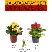 Serada Decor Plant 2'li Takım Seti Sarı-Kırmızı Kalanşo+Hediyelik Kurdele Çiçeği
