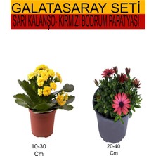 Serada Decor Plant 2'li Takım Seti Sarı Kalanşo+ Kırmızı Bodrum Papatyası