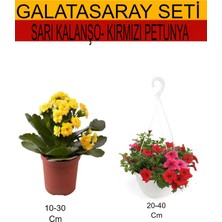 Serada Decor Plant 2'li Takım Seti Sarı Kalanşo+ Kırmızı Petunya