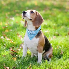 Pengfu Shop Siyah Stil M Boyutu Köpekler Kediler Için Pet Bandana Yaka Ayarlanabilir Pu Deri Üçgen Önlükler Eşarp Yaka Paisley Desenli Köpek Aksesuarları Için (Yurt Dışından)