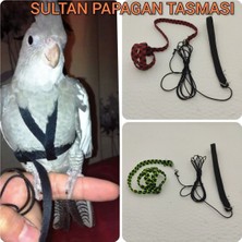 Sultan Papagan Gezdirme Tasmasi