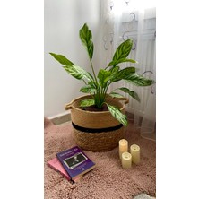 AGAPI Aglaonema Silver Queen(Çin Herdem Yeşili)Salon Ofis Iç Mekan Bitkisi