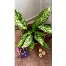 AGAPI Aglaonema Silver Queen(Çin Herdem Yeşili)Salon Ofis Iç Mekan Bitkisi