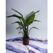 CME Starliçe Cennet Kuşu Çiçeği - (Strelitzia Nicolai) Canlı Üç Gövdeli Ev Ofis Salon Bitkisi 90-110 cm