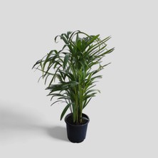 CME Areka Palmiyesi-Dypsis Areca Ev Ofis Salon Bitkisi 80-90 cm