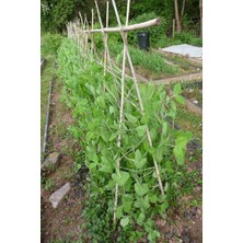 Doğa Fidancılık 40 Adet Bambu Bitki Fidan Destek Çubuğu 1 Metre