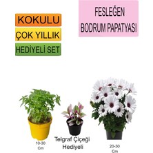 Bitkim Sende 3'lü Set Fesleğen+ Bodrum Papatyası+ Hediyelik Telgraf Çiçeği