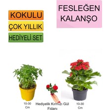 Bitkim Sende 3'lü Set Fesleğen+ Kırmızı Kalanşo+ Hediyelik Kırmızı Gül Fidanı