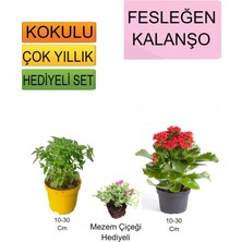 Bitkim Sende 3'lü Set Fesleğen+ Kırmızı Kalanşo+ Hediyelik Mezem Çiçeği