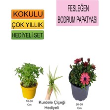 Bitkim Sende 3'lü Set Fesleğen+ Kırmızı Bodrum Papatyası+ Hediyelik Kurdele Çiçeği