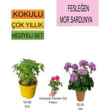 Bitkim Sende 3'lü Set Fesleğen+Mor Sardunya+Hediyelik Pembe Gül Fidanı