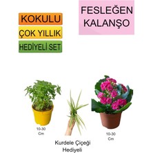 Bitkim Sende 3'lü Set Fesleğen+ Pembe Kalanşo+Hediyelik Kurdele Çiçeği