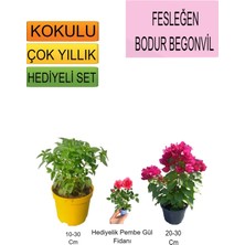 Bitkim Sende 3'lü Set Fesleğen+Bodur Pembe Begonvil+Hediyelik Pembe Gül Fidanı