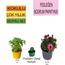 Bitkim Sende 3'lü Set Fesleğen+ Kırmızı Bodrum Papatyası+ Hediyelik Fesleğen Çiçeği