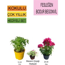 Bitkim Sende 3'lü Set Fesleğen+Bodur Pembe Begonvil+Hediyelik Mezem Çiçeği