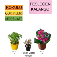 Bitkim Sende 3'lü Set Fesleğen+ Pembe Kalanşo+Hediyelik Telgraf Çiçeği