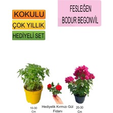 Bitkim Sende 3'lü Set Fesleğen+Bodur Pembe Begonvil+Hediyelik Kırmızı Gül Fidanı