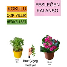 Bitkim Sende 3'lü Set Fesleğen+ Pembe Kalanşo+Hediyelik Buz Çiçeği