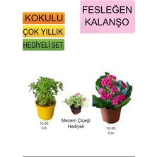 Bitkim Sende 3'lü Set Fesleğen+ Pembe Kalanşo+Hediyelik Mezem Çiçeği