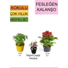 Bitkim Sende 3'lü Set Fesleğen+ Kırmızı Kalanşo+ Hediyelik Telgraf Çiçeği