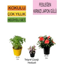 Bitkim Sende 3'lü Set Fesleğen+Kırmızı Japon Gülü+ Hediyelik Telgraf Çiçeği