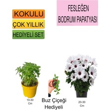 Bitkim Sende 3'lü Set Fesleğen+ Bodrum Papatyası+ Hediyelik Buz Çiçeği