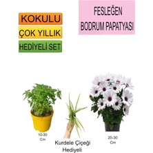 Bitkim Sende 3'lü Set Fesleğen+ Bodrum Papatyası+ Hediyelik Kurdele Çiçeği