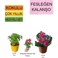 Serada Decor Plant 3'lü Set Fesleğen+ Pembe Kalanşo+Hediyelik Pembe Gül Fidanı