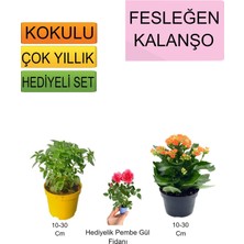 Serada Decor Plant 3'lü Set Fesleğen+Turuncu Kalanşo+Hediyelik Kurdele Çiçeği