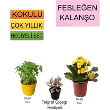 Bitkim Sende 3'lü Set Fesleğen+Sarı Kalanşo+Hediyelik Telgraf Çiçeği