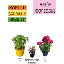 Serada Decor Plant 3'lü Set Fesleğen+Bodur Pembe Begonvil+Hediyelik Telgraf Çiçeği