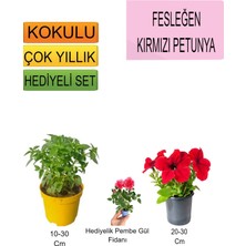 Serada Decor Plant 3'lü Set Fesleğen+Kırmızı Petunya+ Hediyelik Pembe Gül Fidanı