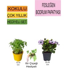 Serada Decor Plant 3'lü Set Fesleğen+Mor Bodrum Papatyası+Hediyelik Itır Çiçeği