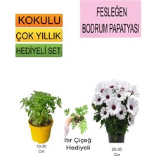 Serada Decor Plant 3'lü Set Fesleğen+ Bodrum Papatyası+ Hediyelik Itır Çiçeği