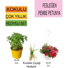 Serada Decor Plant 3'lü Set Fesleğen+Askılı Saksılı Kırmızı Petunya+ Hediyelik Kurdele Çiçeği