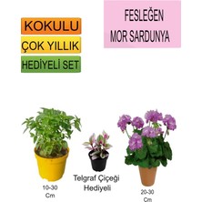 Serada Decor Plant 3'lü Set Fesleğen+Mor Sardunya+Hediyelik Telgraf Çiçeği