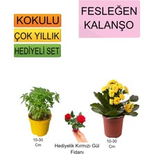 Serada Decor Plant 3'lü Set Fesleğen+Sarı Kalanşo+Hediyelik Kırmızı Gül Fidanı