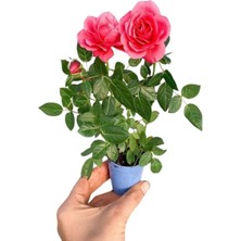 Serada Decor Plant 3'lü Set Fesleğen+Mor Sardunya+Hediyelik Pembe Gül Fidanı