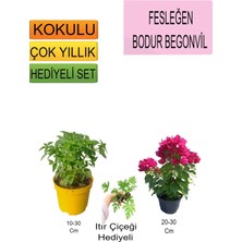 Serada Decor Plant 3'lü Set Fesleğen+Bodur Pembe Begonvil+Hediyelik Itır Çiçeği