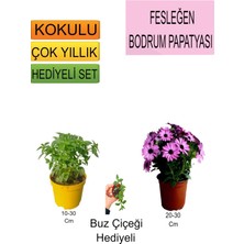 Serada Decor Plant 3'lü Set Fesleğen+Pembe Bodrum Papatyası+Hediyelik Buz Çiçeği