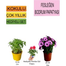 Serada Decor Plant 3'lü Set Fesleğen+Pembe Bodrum Papatyası+Hediyelik Pembe Gül Fidanı