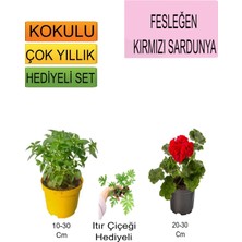 Serada Decor Plant 3'lü Set Fesleğen+ Kırmızı Sardunya+Hediiyelik Itır Çiçeği