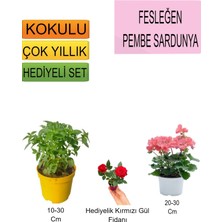 Serada Decor Plant 3'lü Set Fesleğen+ Pembe Sardunya+Hediyelik Kırmızı Gül Fidanı