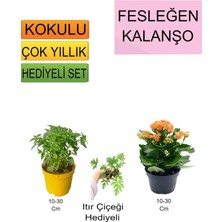 Serada Decor Plant 3'lü Set Fesleğen+Turuncu Kalanşo+Hediyelik Telgraf Çiçeği